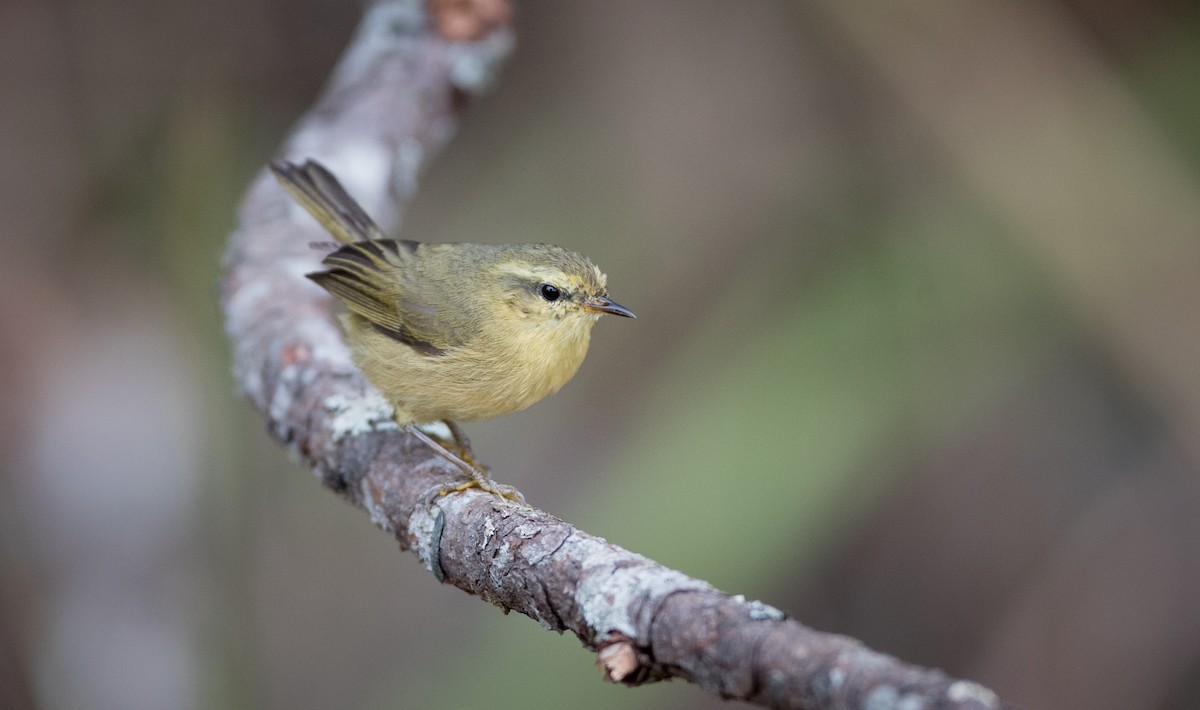 Buff-throated Warbler - Ian Davies