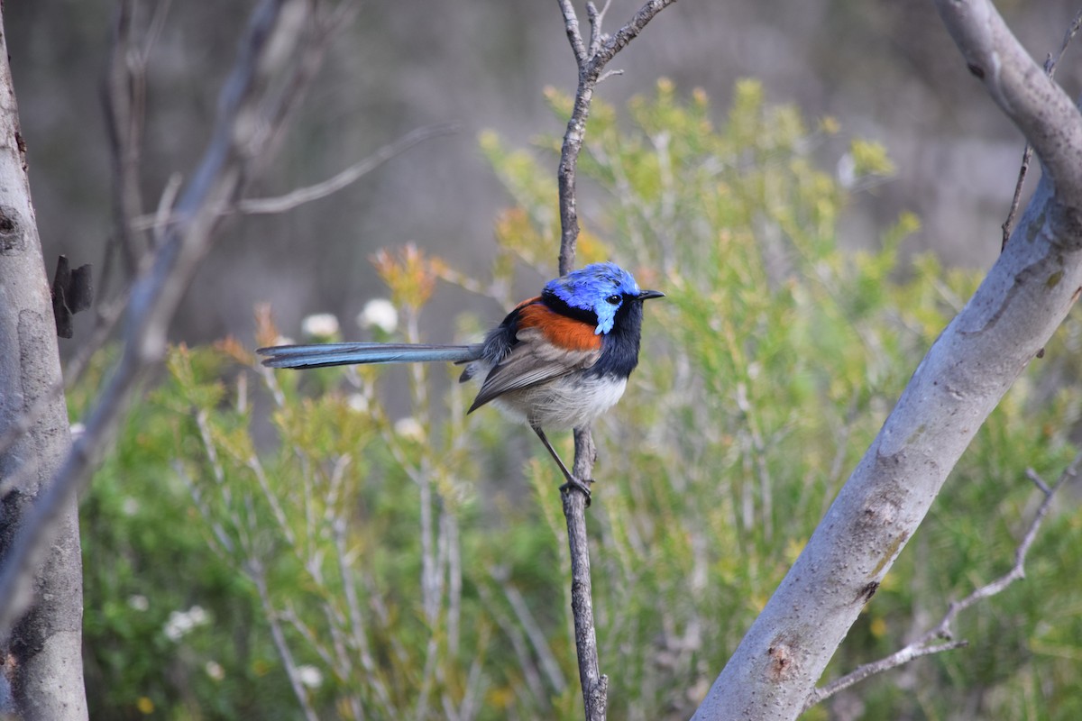 Blue-breasted Fairywren - Alysse Page