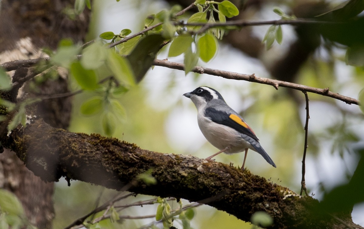 White-browed Shrike-Babbler - Ian Davies