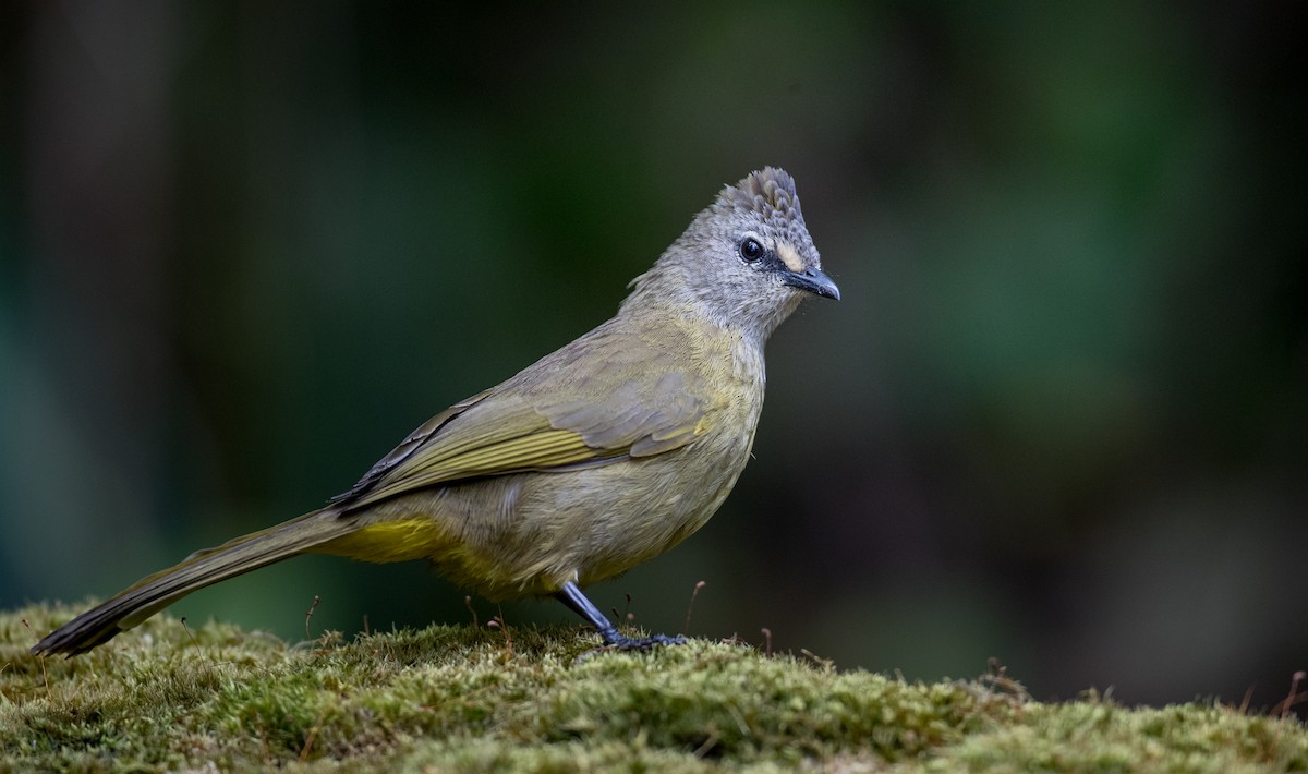 Flavescent Bulbul - Ian Davies