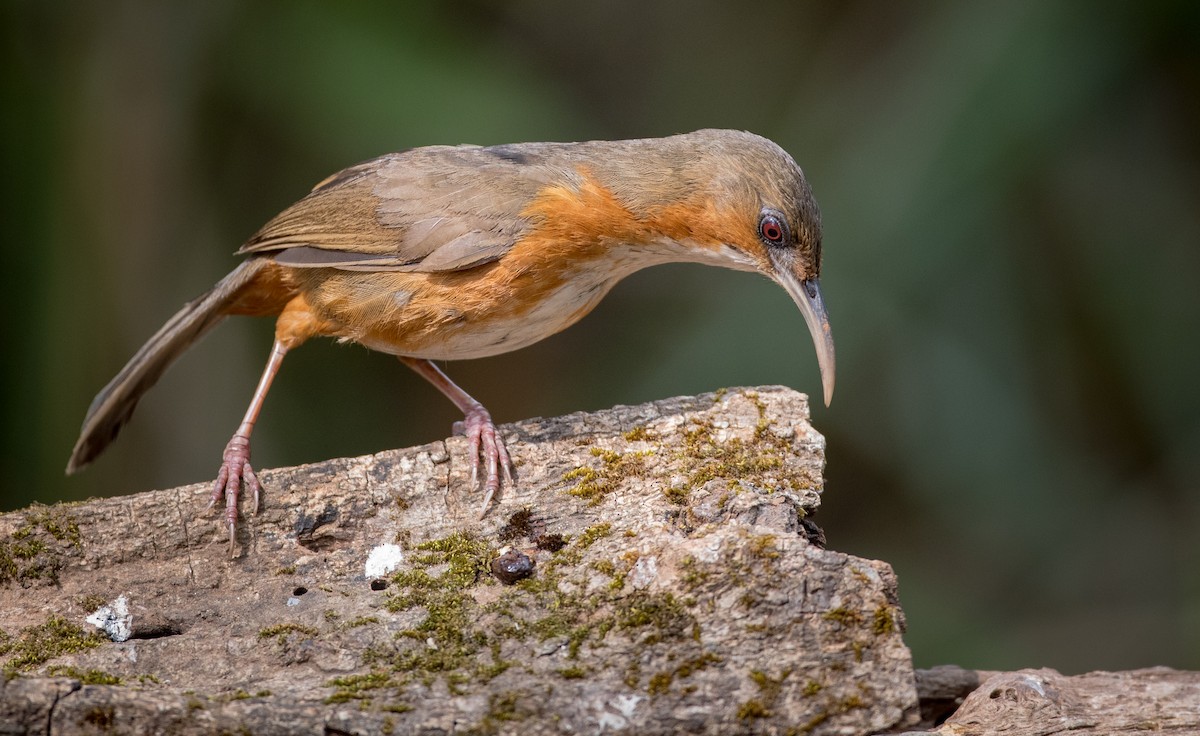 Red-eyed Scimitar-Babbler - Ian Davies