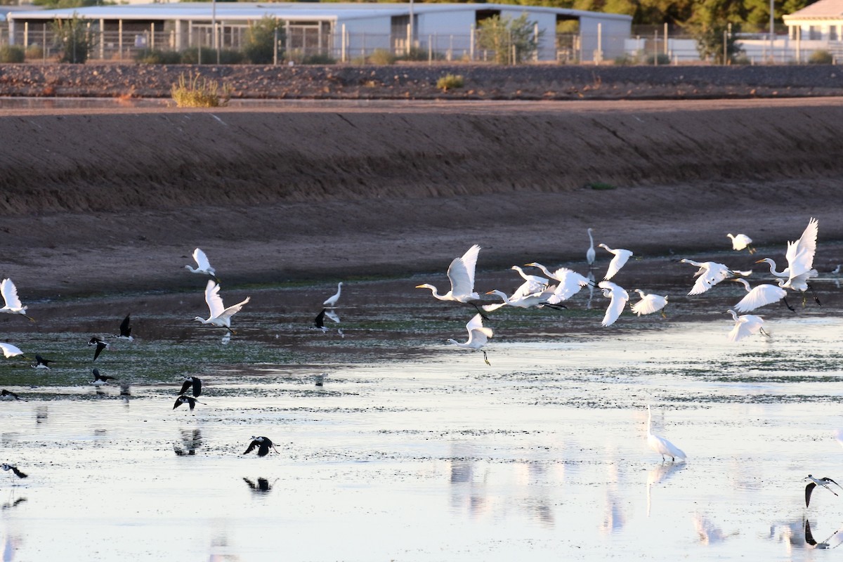 Great Egret - Lindsay Story