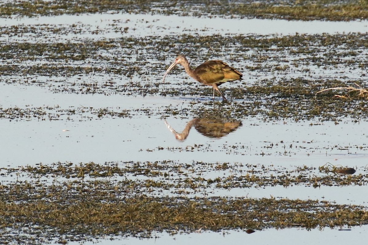 White-faced Ibis - ML67452861