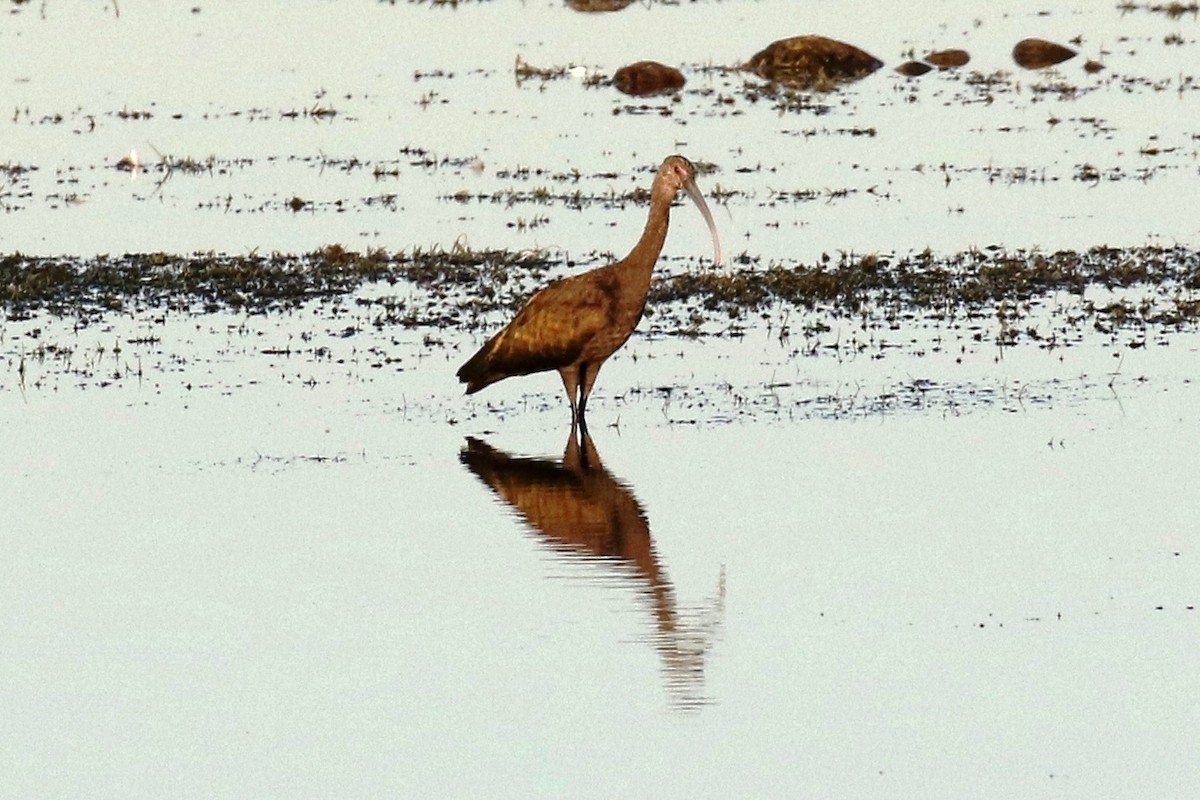 White-faced Ibis - ML67452871