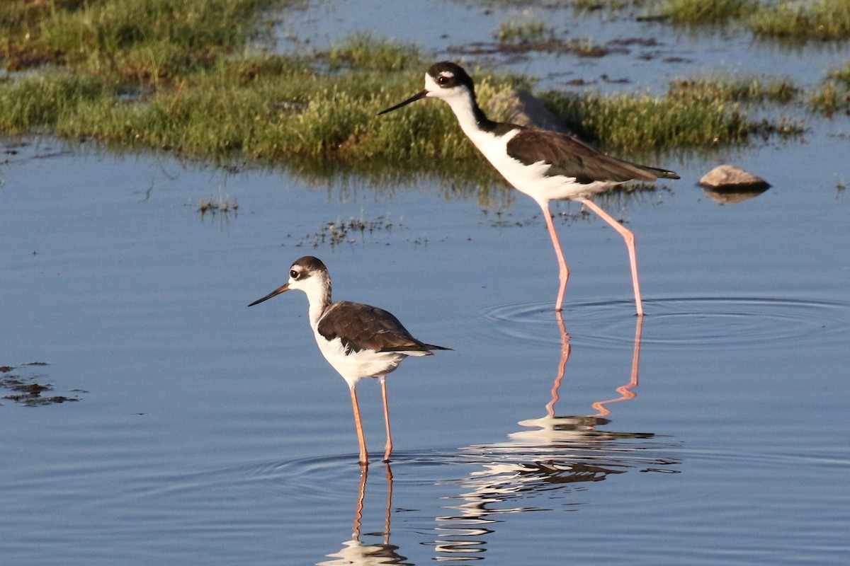 Black-necked Stilt - ML67453061