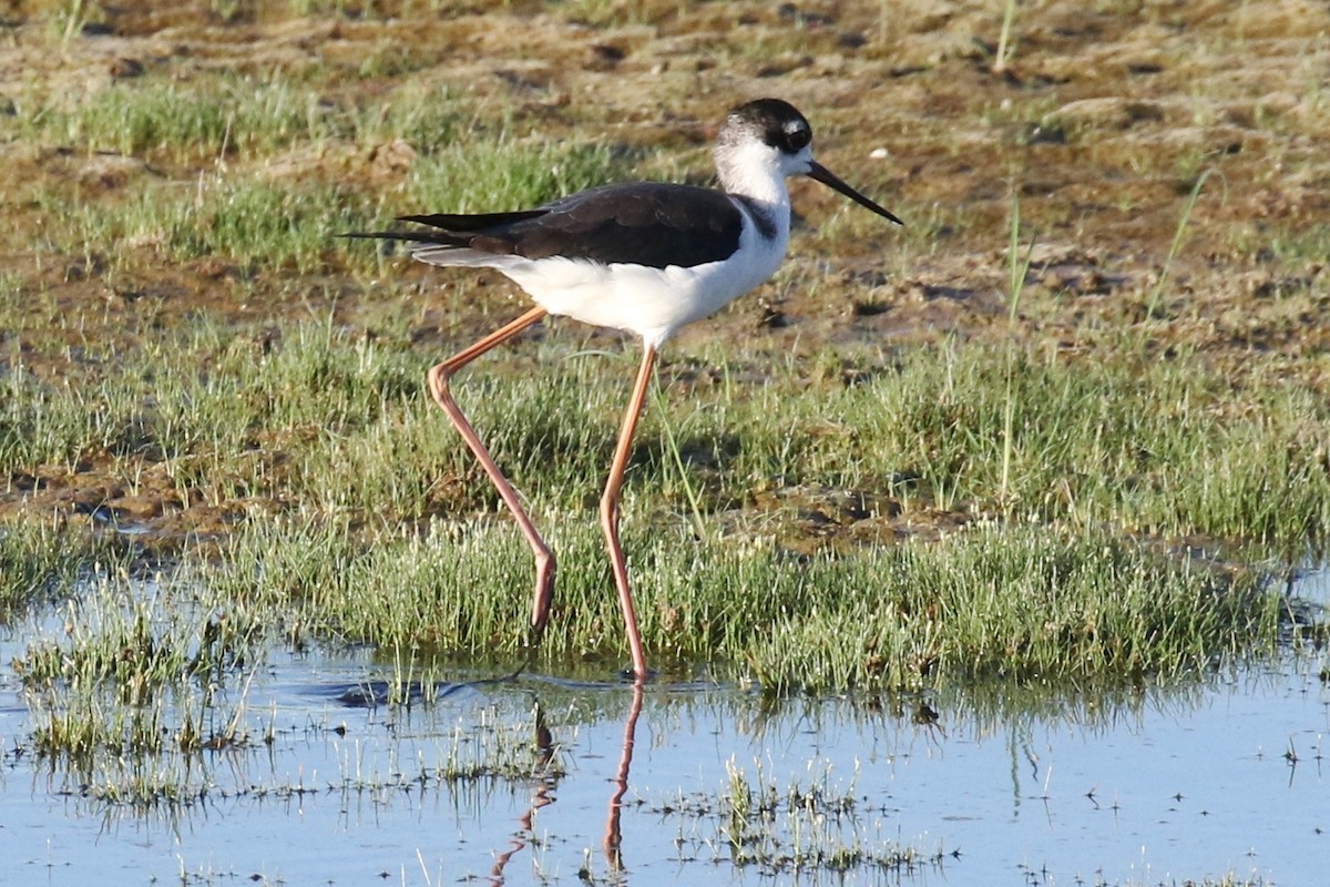 Black-necked Stilt - ML67453141