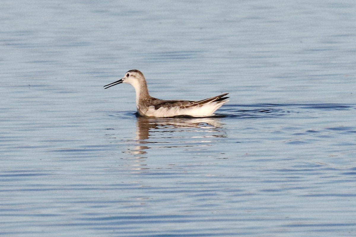 Wilson's Phalarope - ML67453451