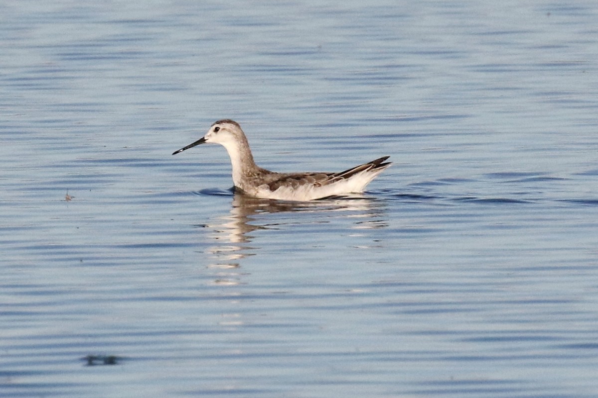 Wilson's Phalarope - ML67453461