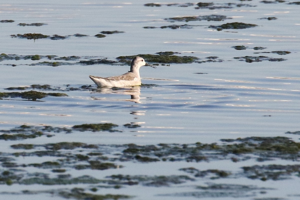 hvithalesvømmesnipe - ML67453501