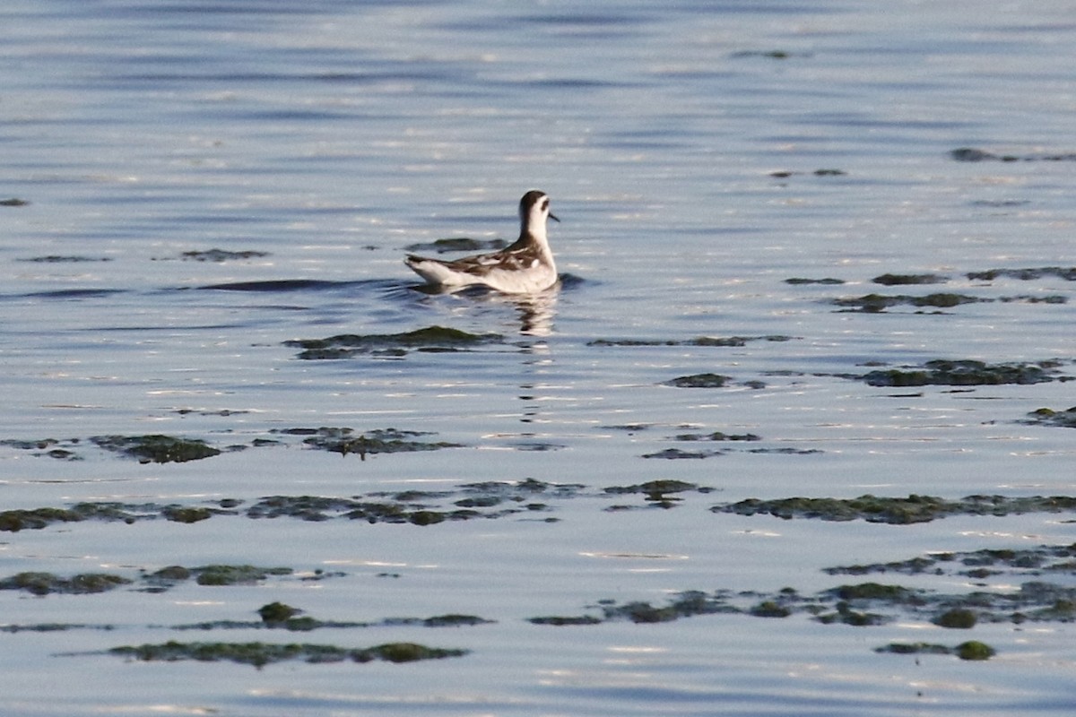 Red-necked Phalarope - Lindsay Story