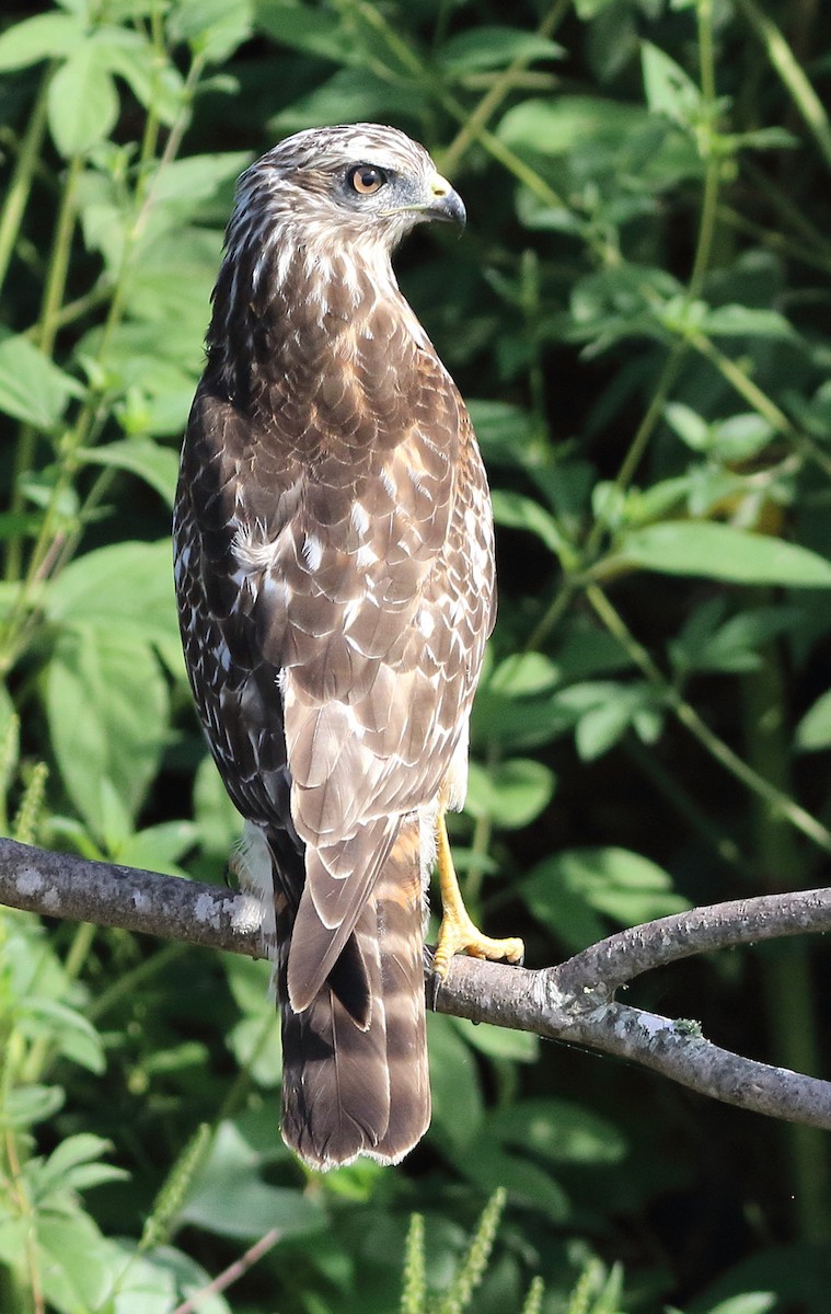 Red-shouldered Hawk - Patricia Isaacson