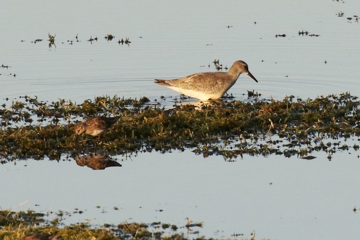 Red Knot - ML67453651