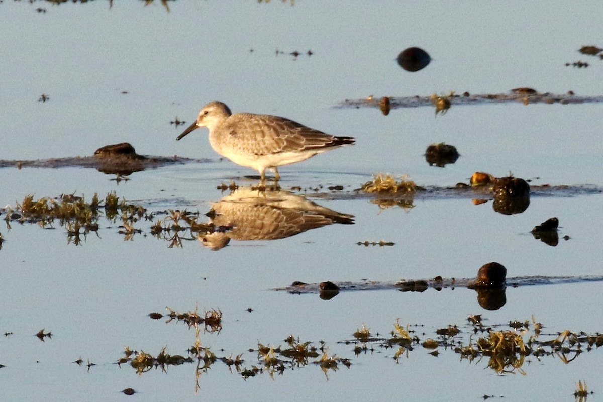 Red Knot - ML67453661