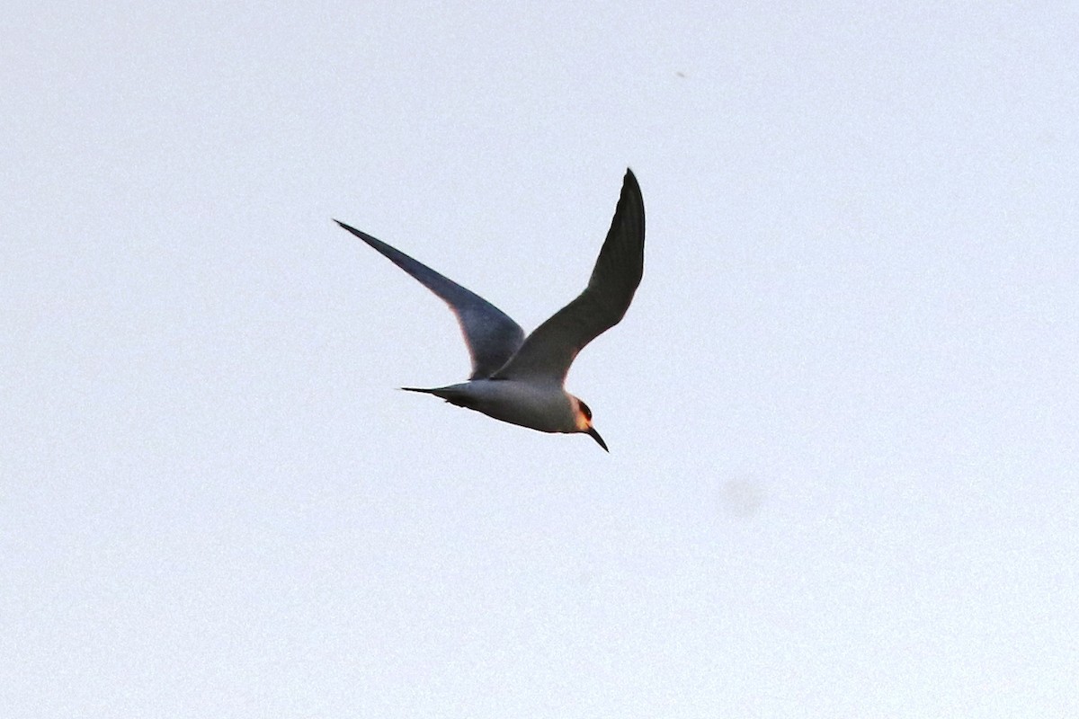 Forster's Tern - ML67453761