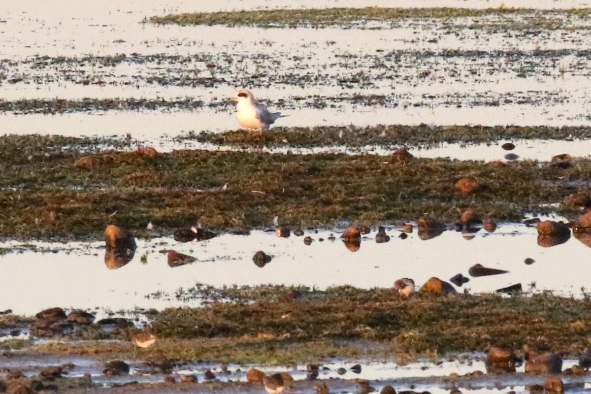 Forster's Tern - ML67453801