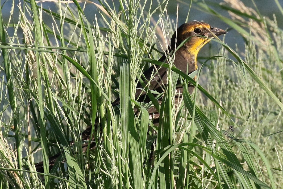 Yellow-headed Blackbird - ML67453891