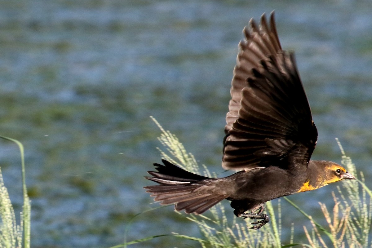 Yellow-headed Blackbird - ML67453901