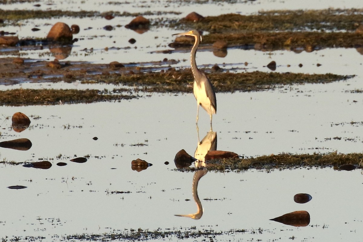 Tricolored Heron - ML67453971