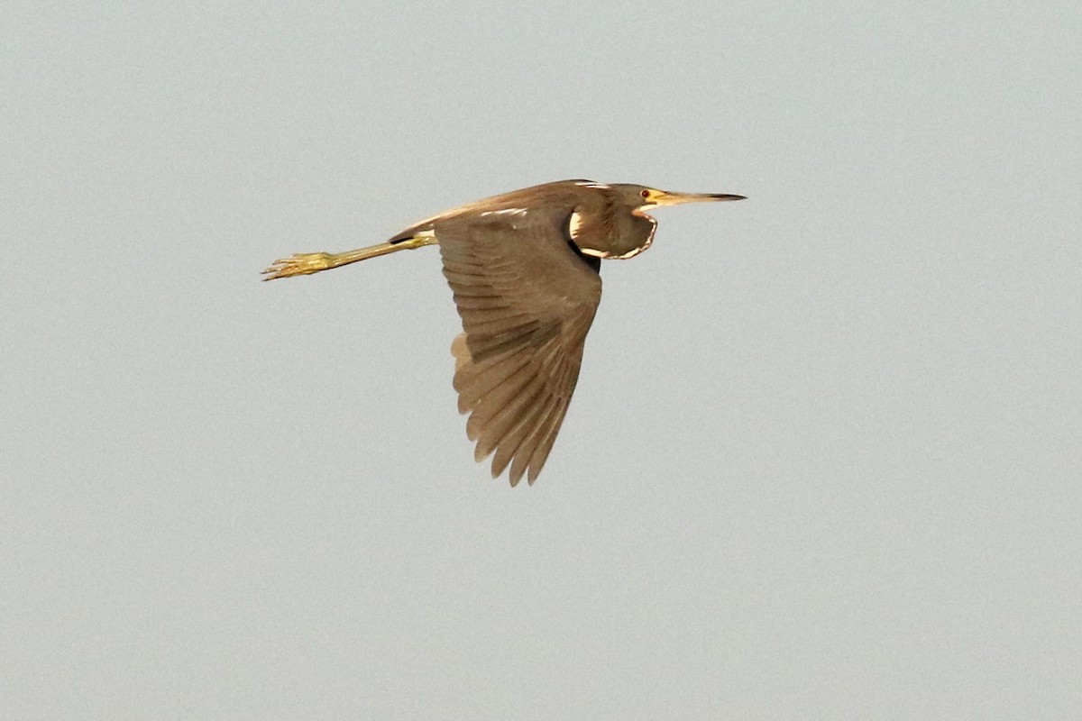 Tricolored Heron - ML67453991