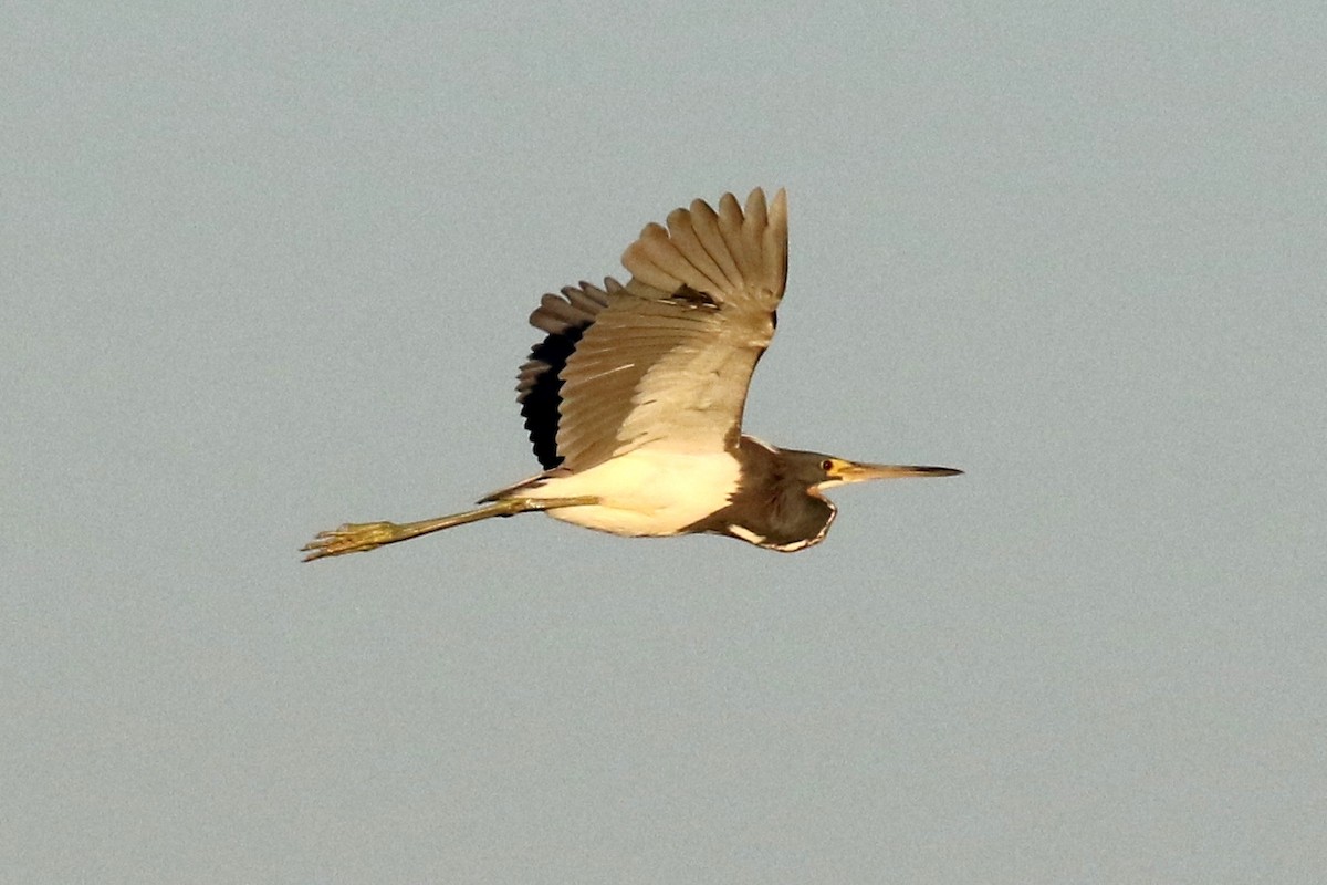 Tricolored Heron - ML67454001