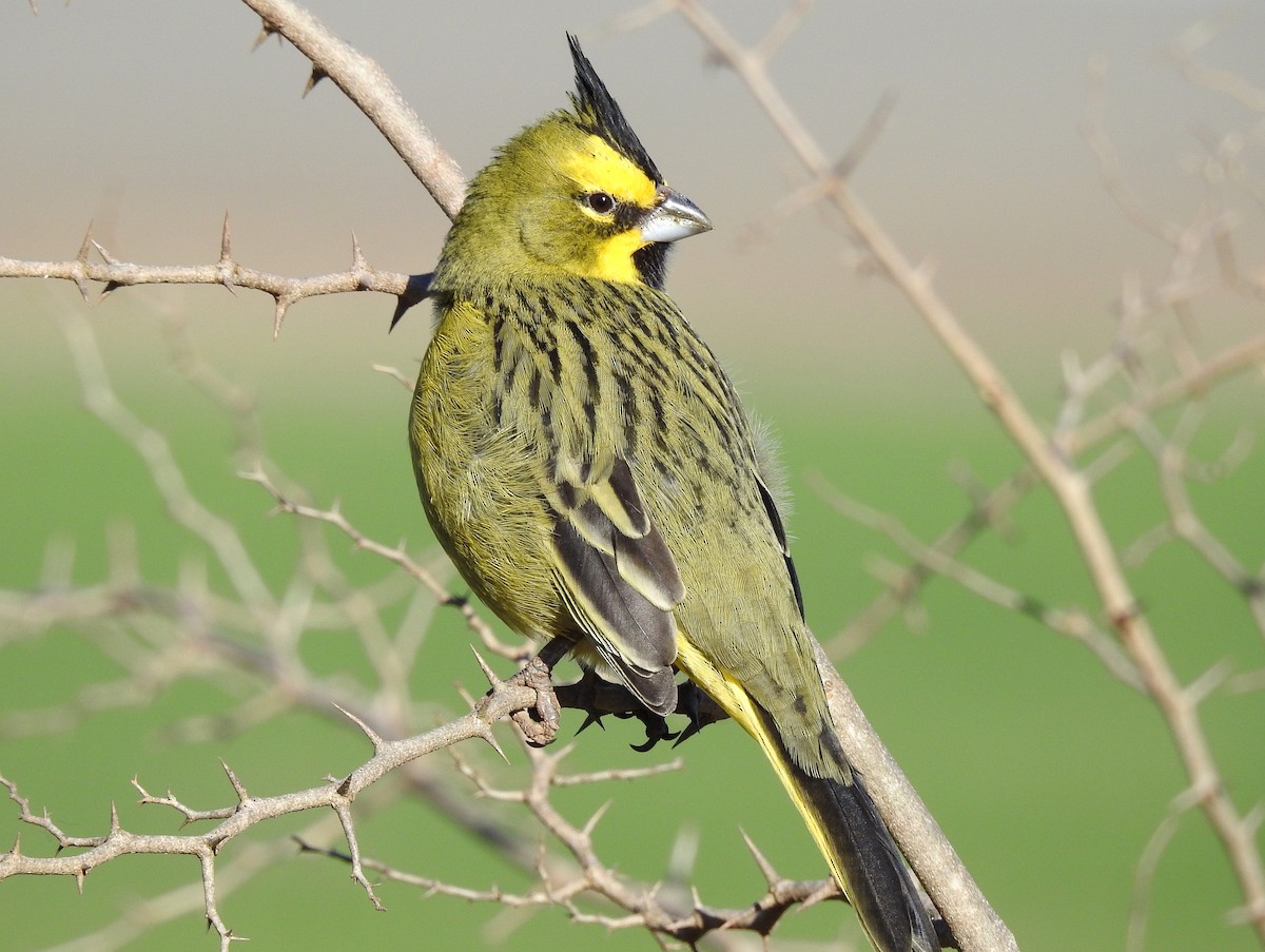 Yellow Cardinal - ML67454301