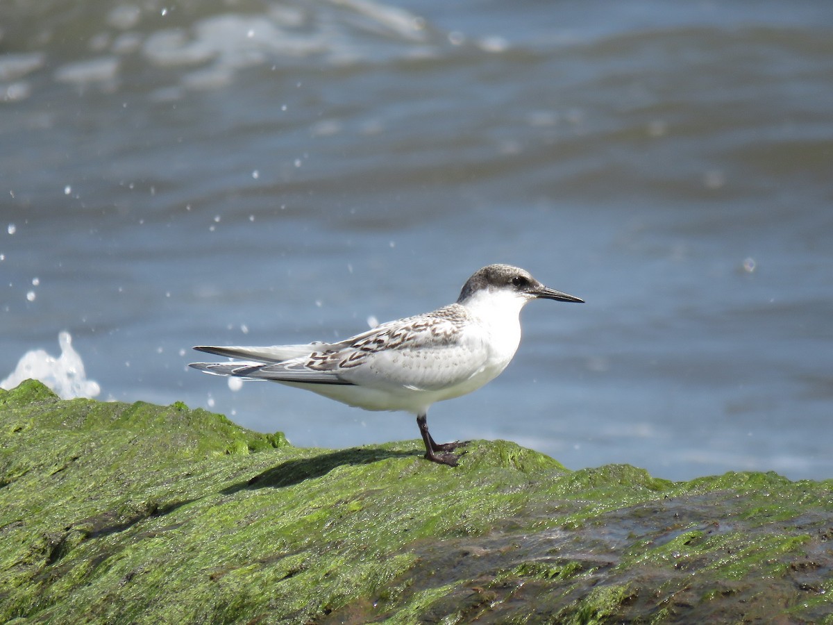 Roseate Tern - ML67454511