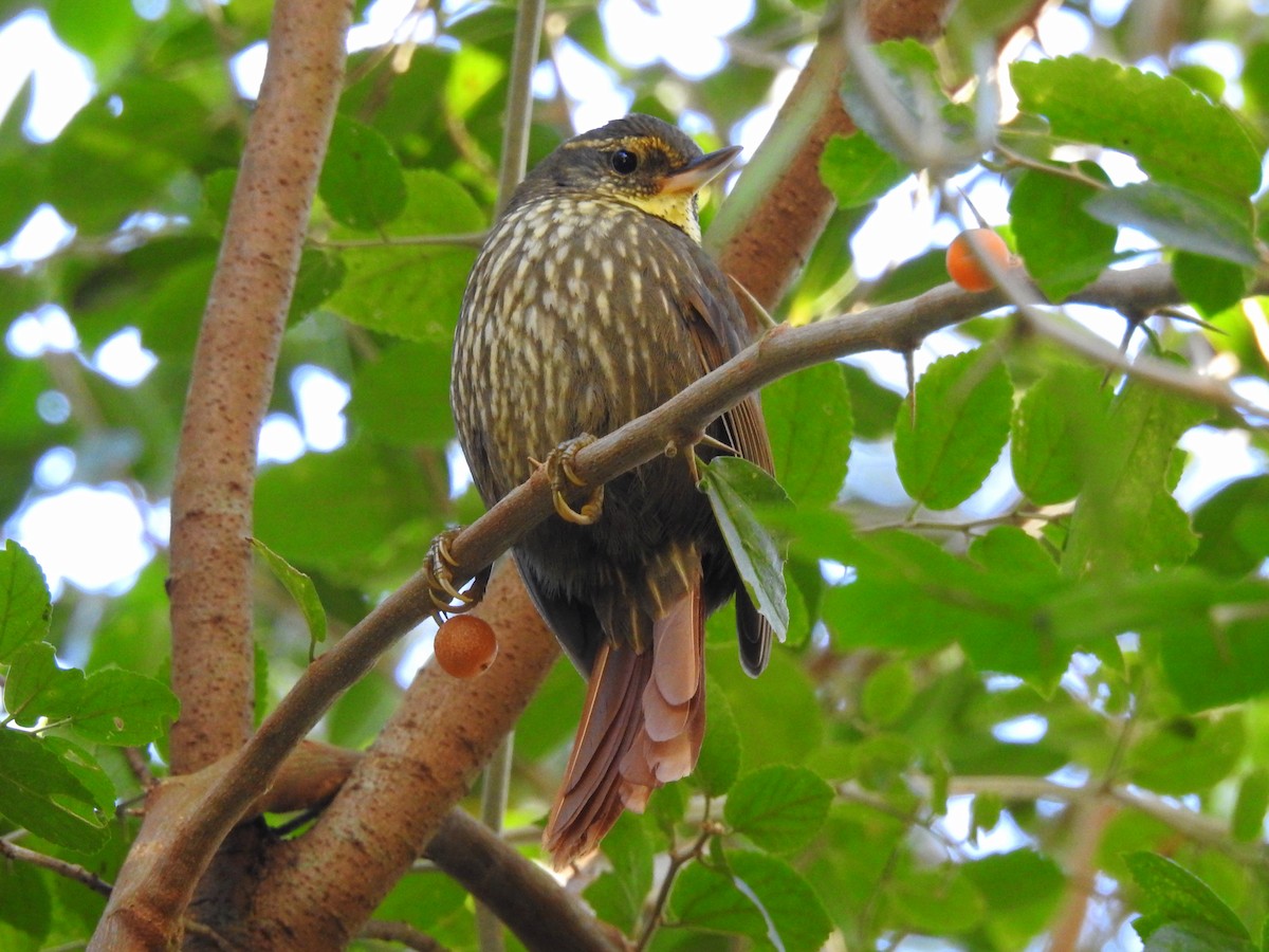 Buff-browed Foliage-gleaner - ML67455101