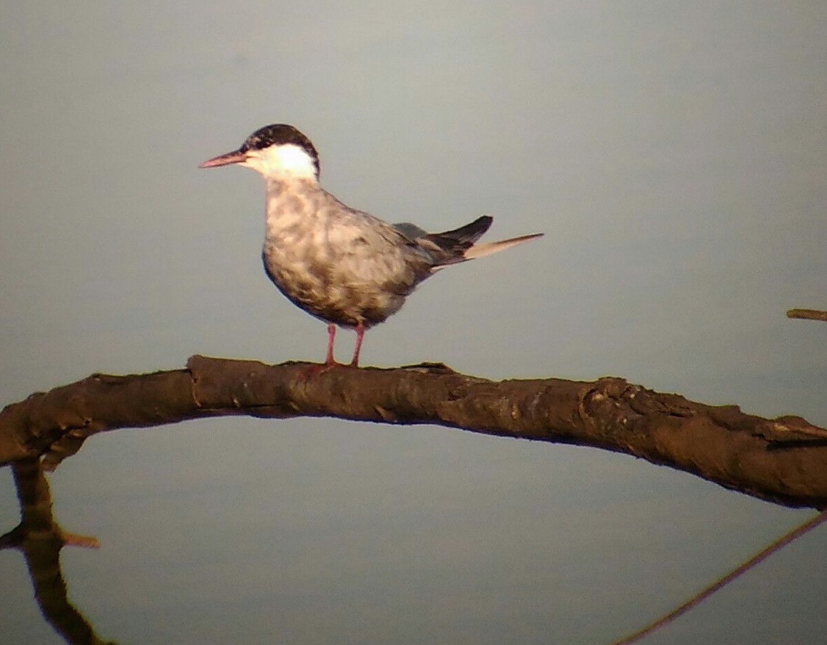 Whiskered Tern - ML67455921