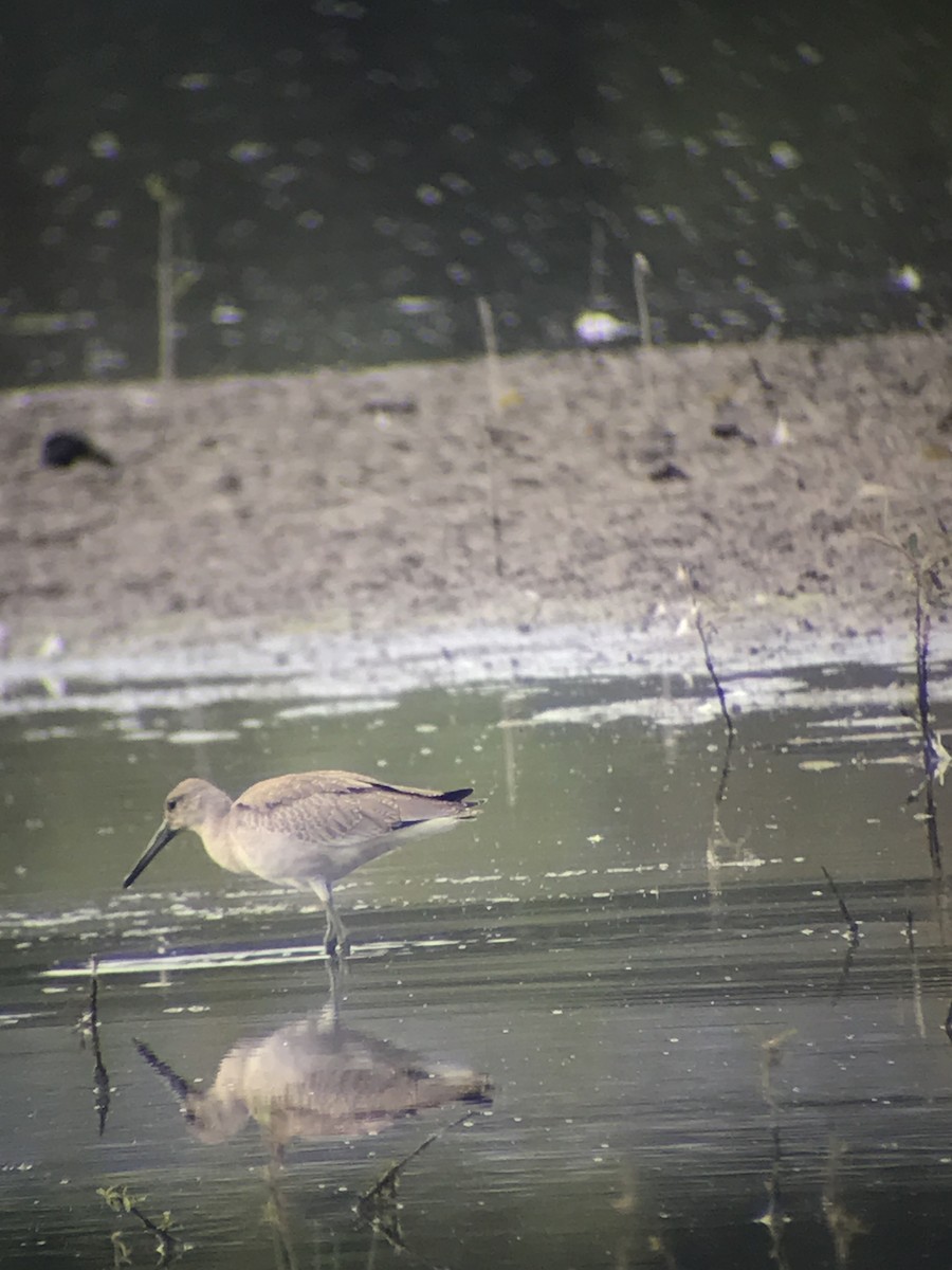 Willet - Mark Kershner