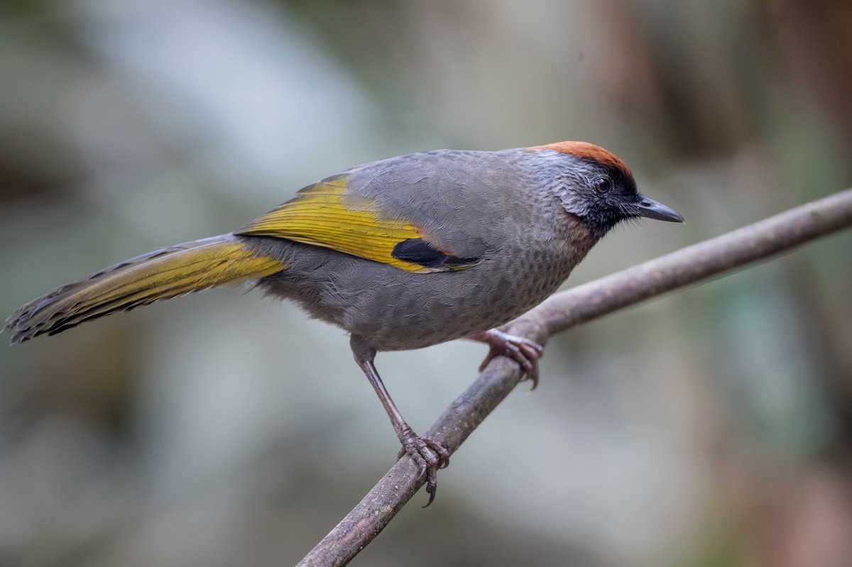 Silver-eared Laughingthrush - Ian Davies