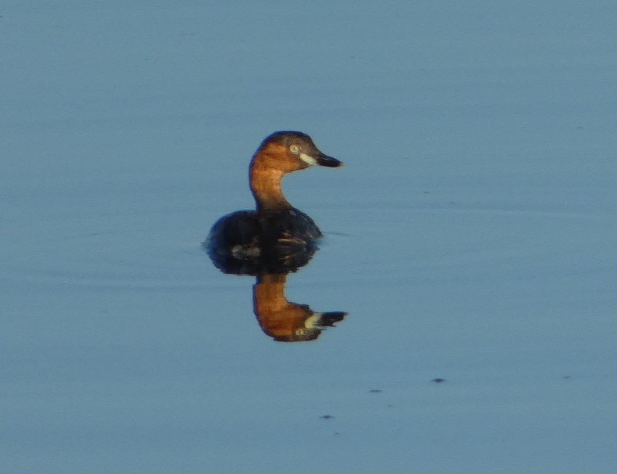 Little Grebe - ML67456661