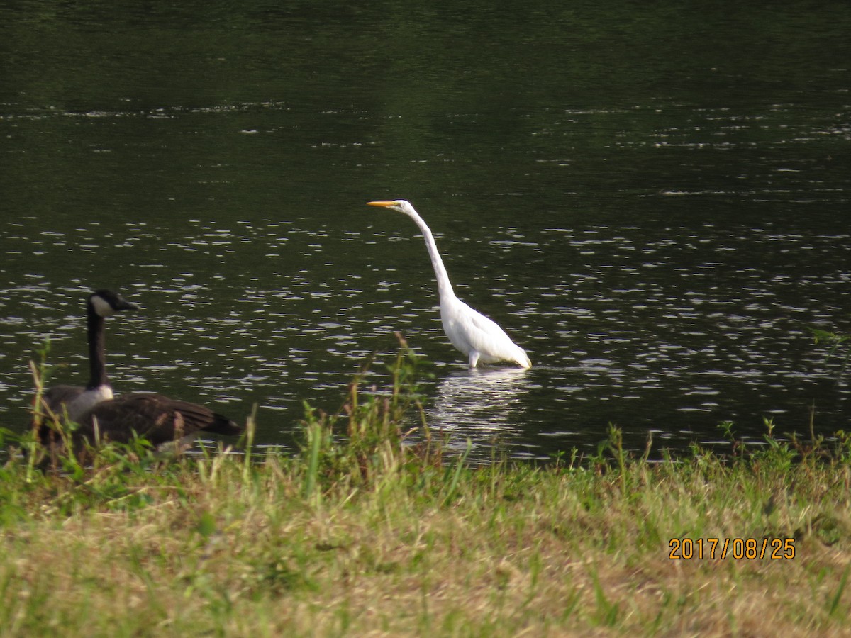 volavka bílá - ML67456771