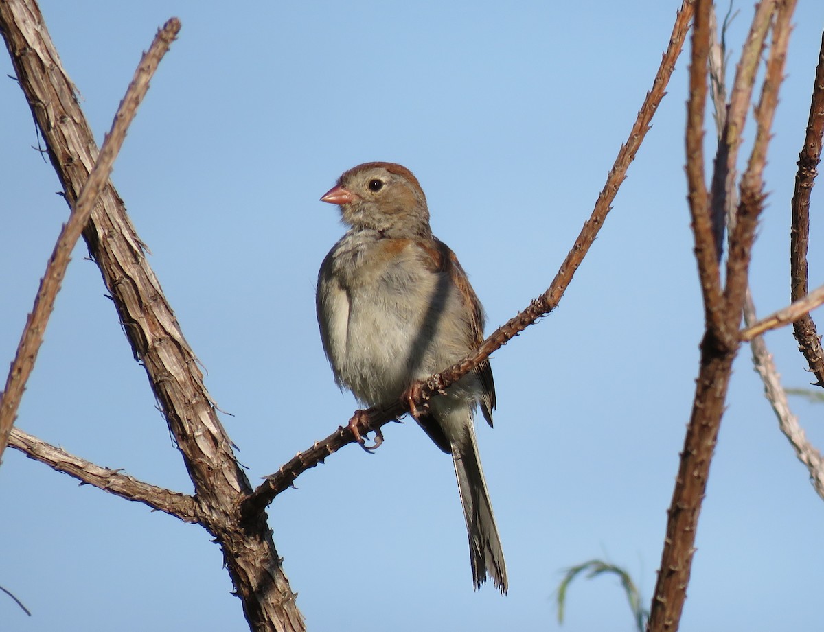 Field Sparrow - ML67457501
