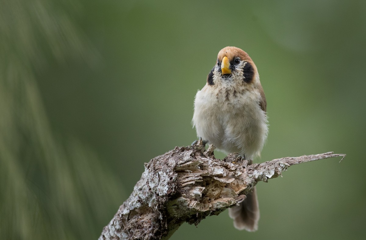 Spot-breasted Parrotbill - ML67457641