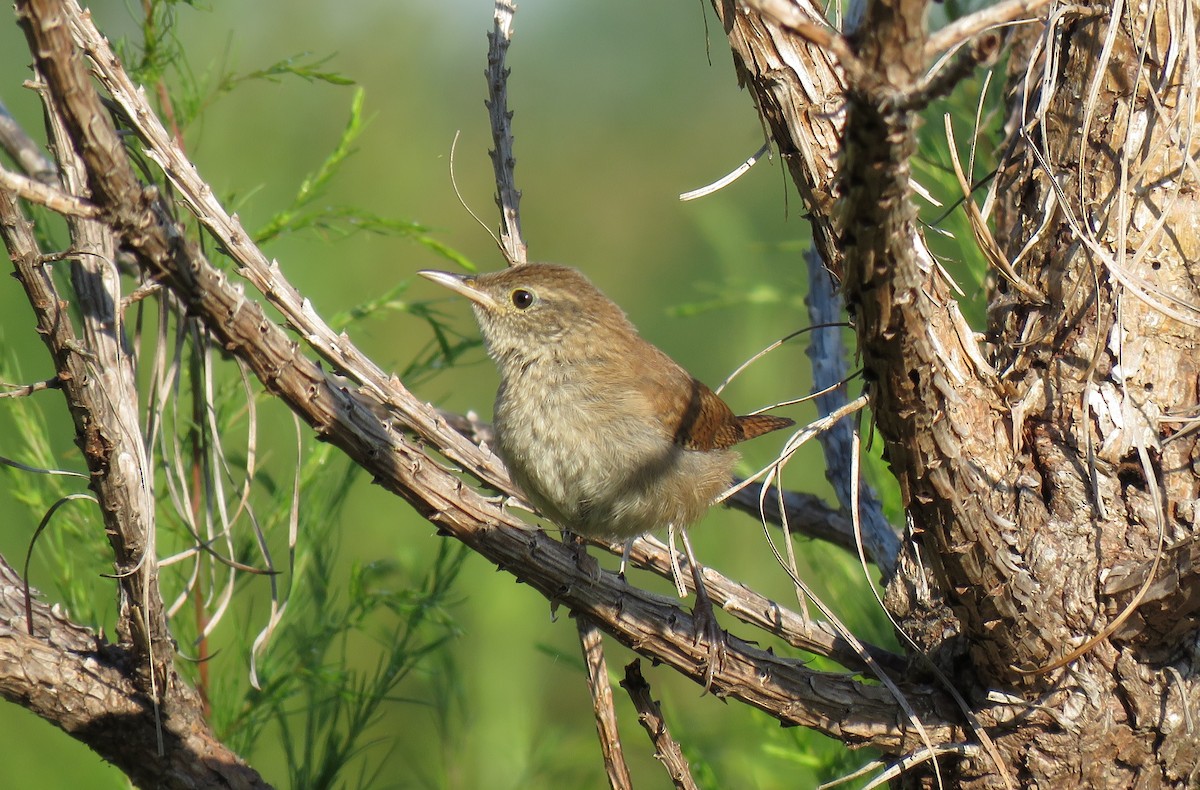 Northern House Wren - ML67457931