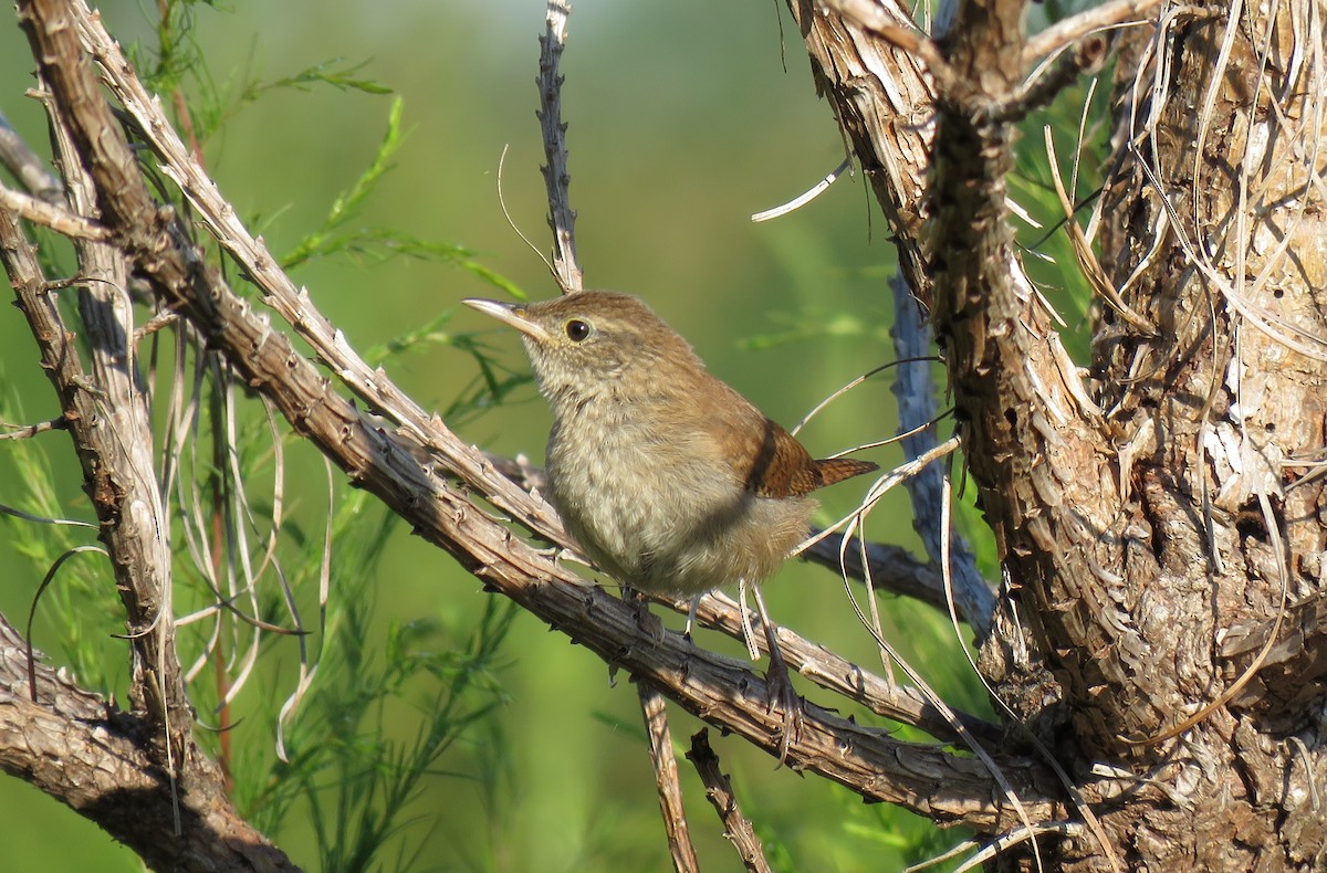 House Wren - ML67457931