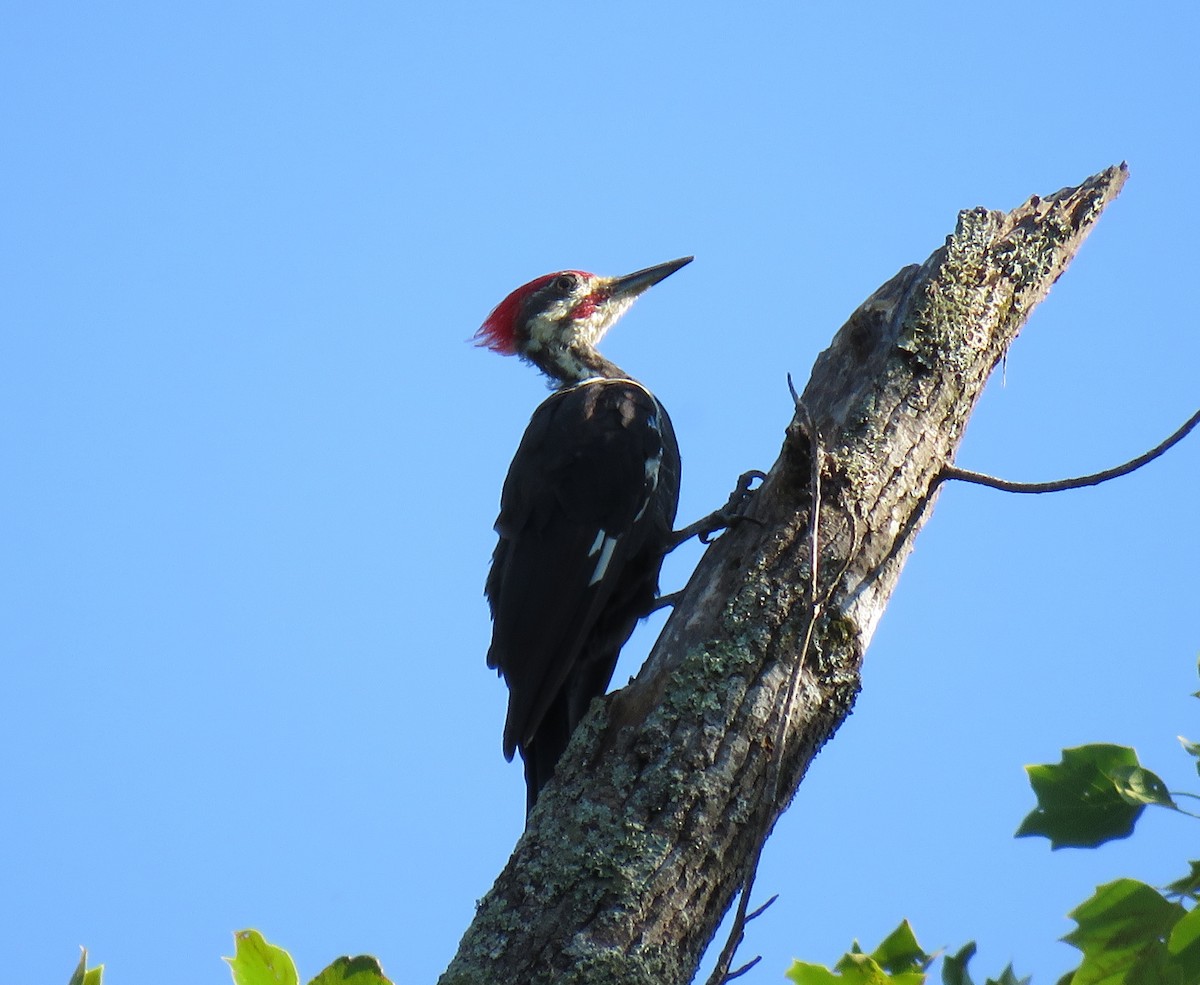 Pileated Woodpecker - ML67457941