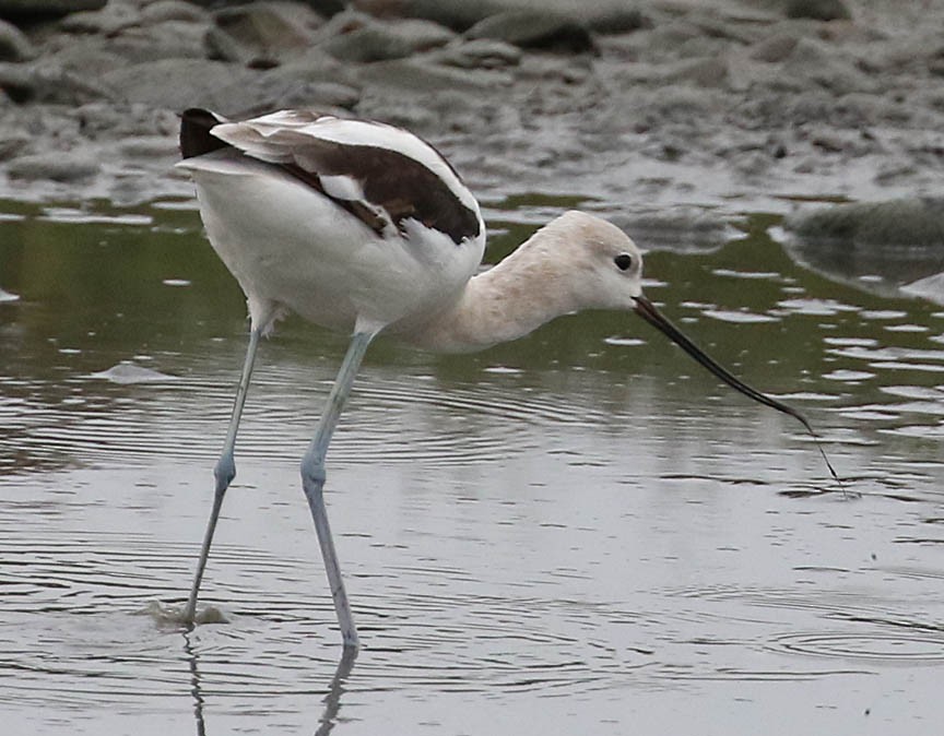 Avocette d'Amérique - ML67457971