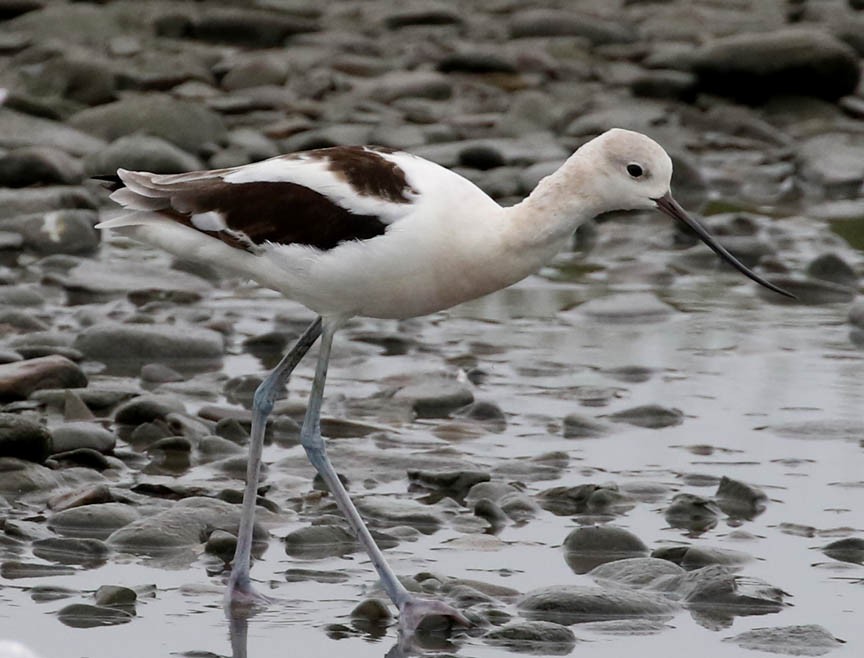 Avocette d'Amérique - ML67458001