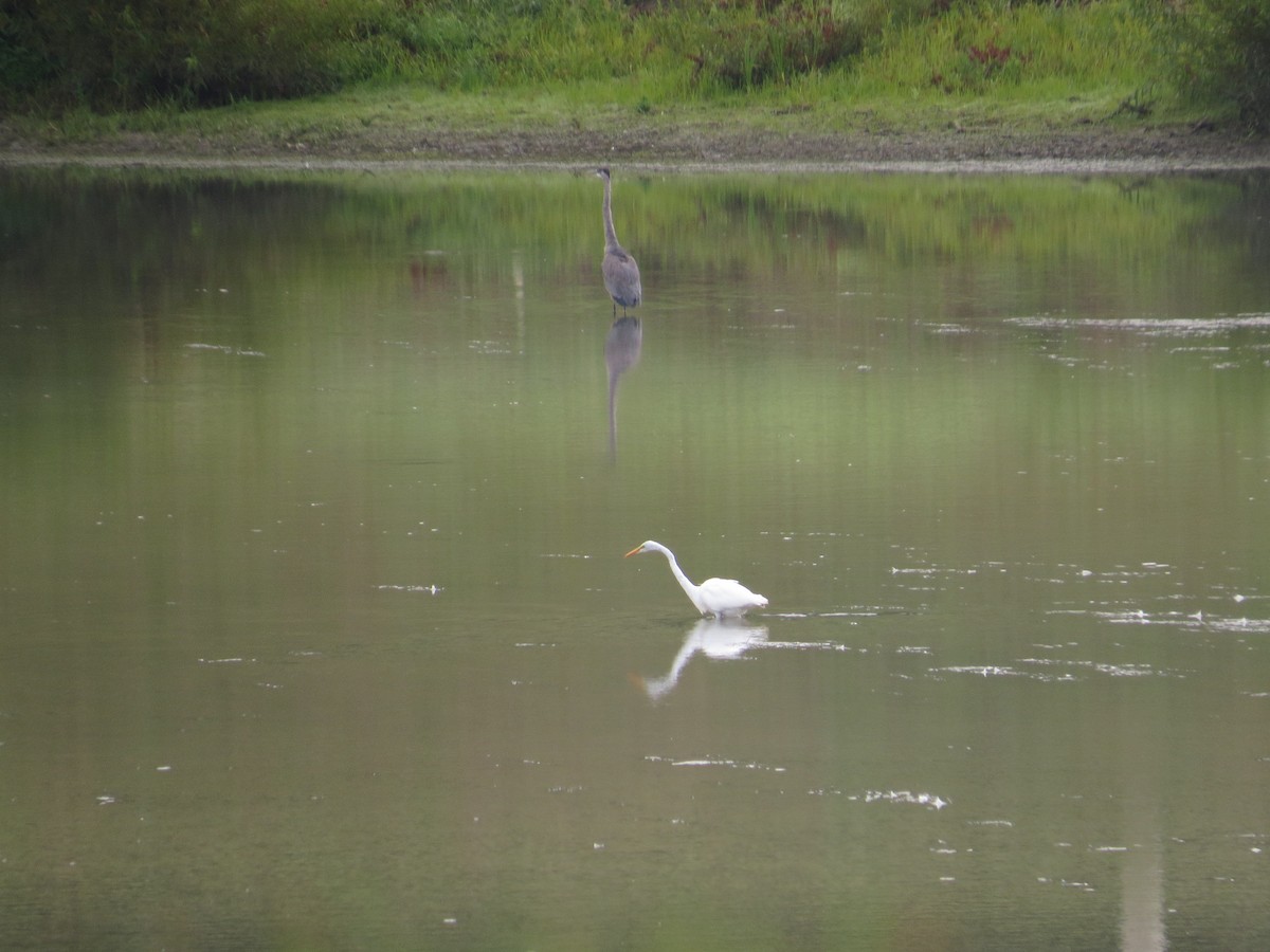 volavka bílá - ML67458221