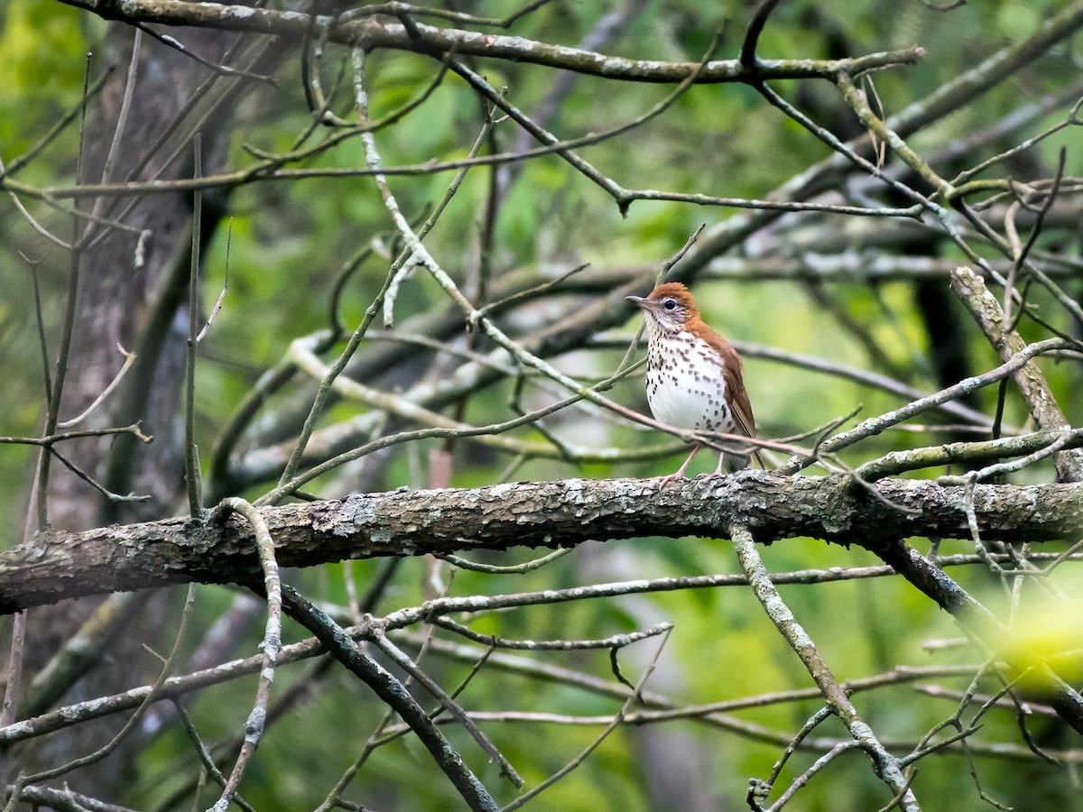 Wood Thrush