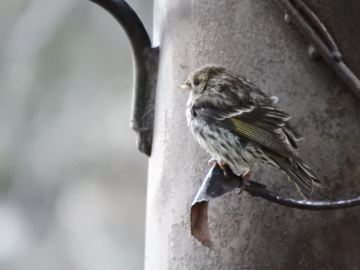 Pine Siskin - ML67458621