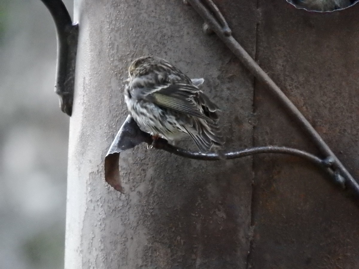 Pine Siskin - ML67458641