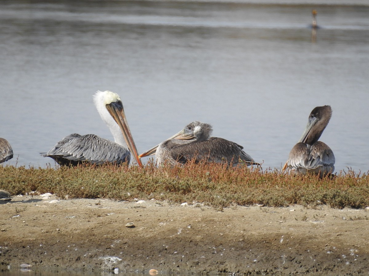 Brown Pelican - Debbi Senechal