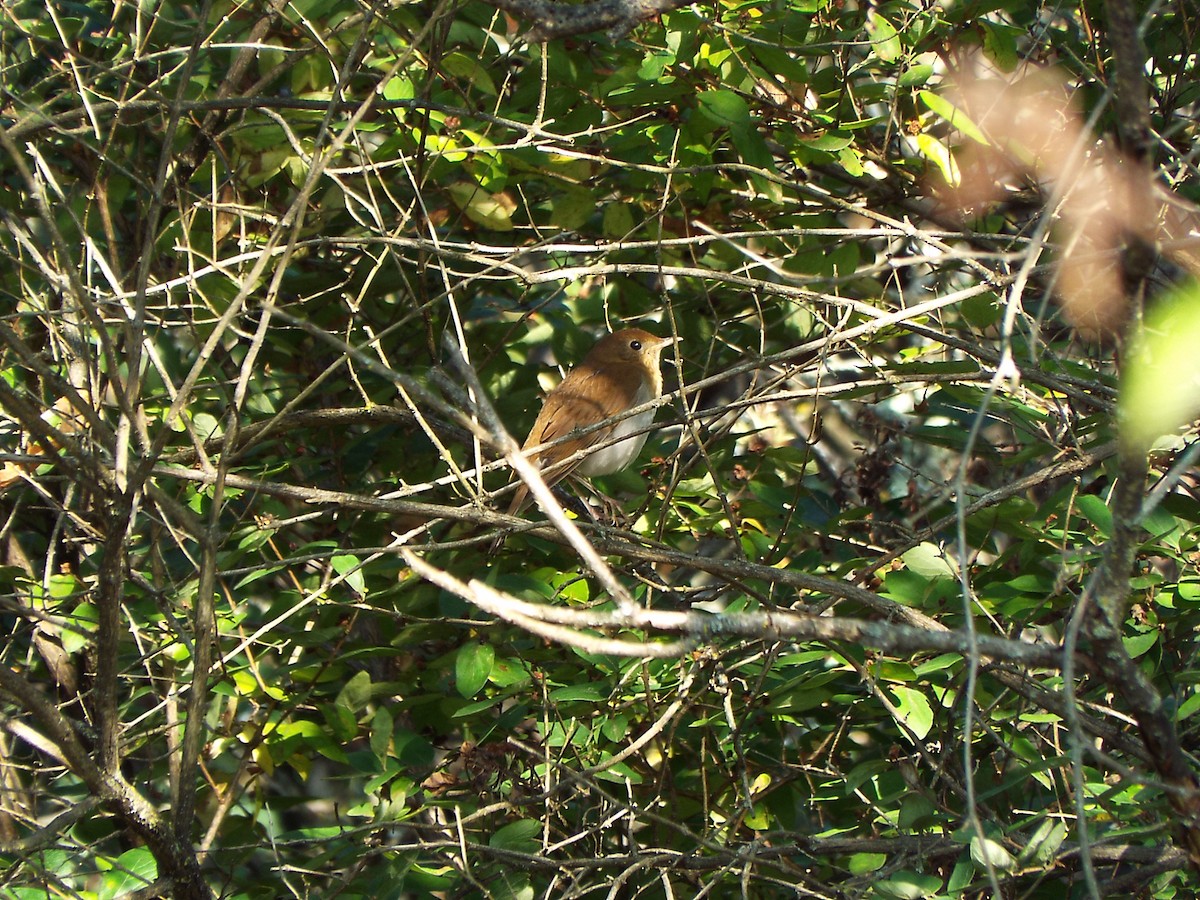 קיכלי חלוד-גב - ML67459941