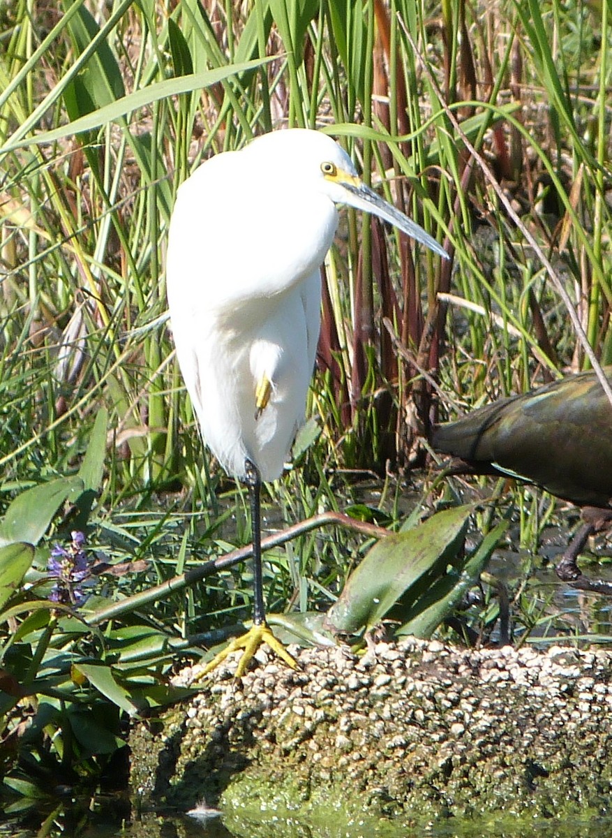 Snowy Egret - Dave Bowman