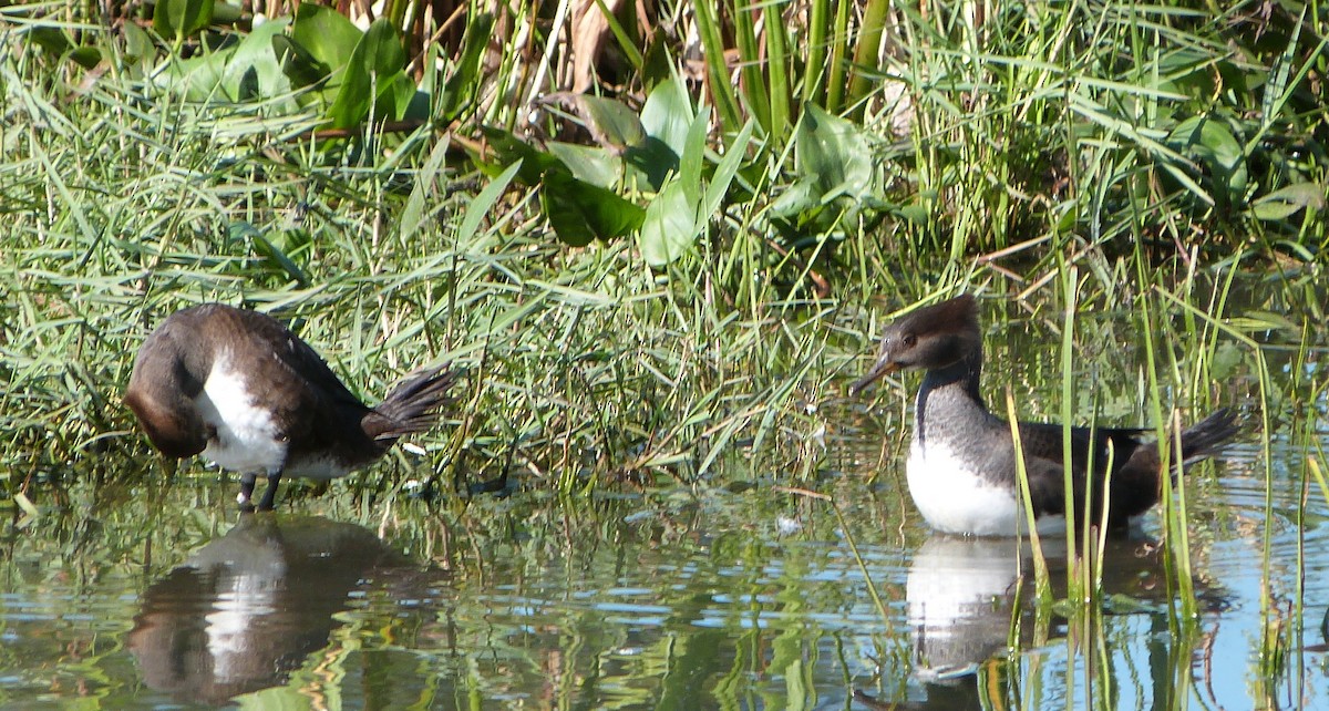 Hooded Merganser - ML67460151