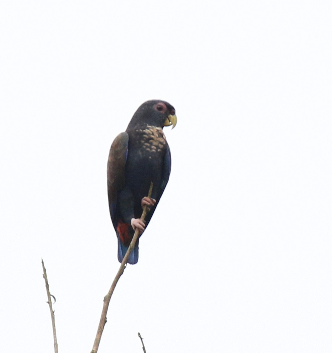 Bronze-winged Parrot - Matthew Grube