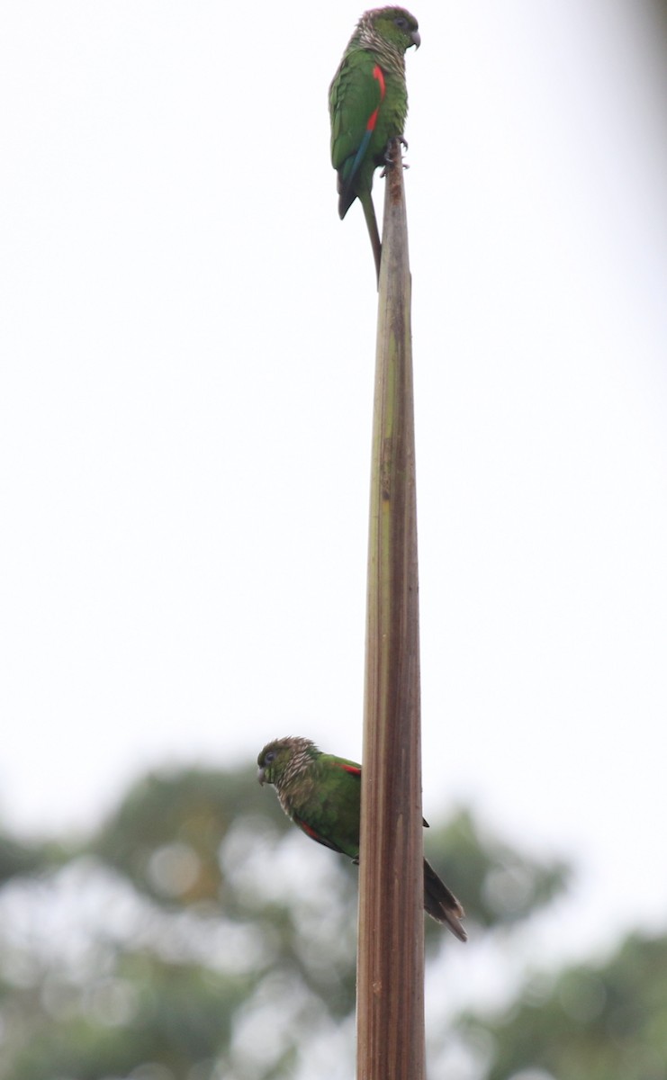Maroon-tailed Parakeet - Matthew Grube