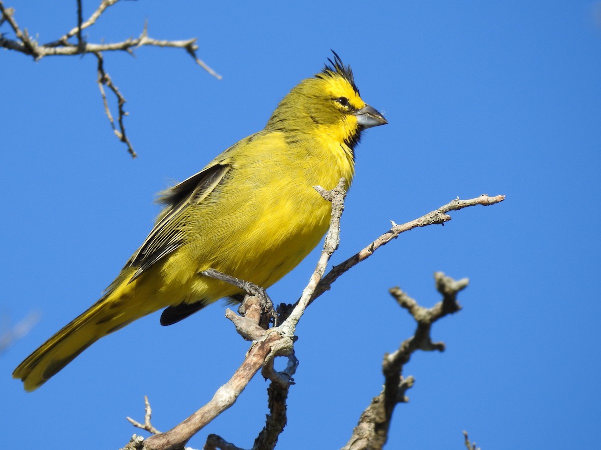 Yellow Cardinal - ML67460611